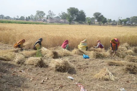 Punjab’s Farmers get 8180 crores through DBT against MSP - THE GARHWA POST